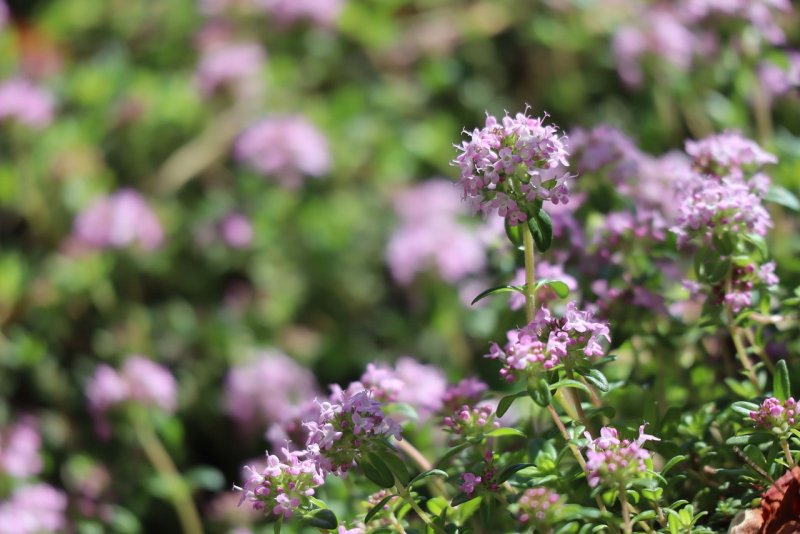 Thymus serpyllum Albus