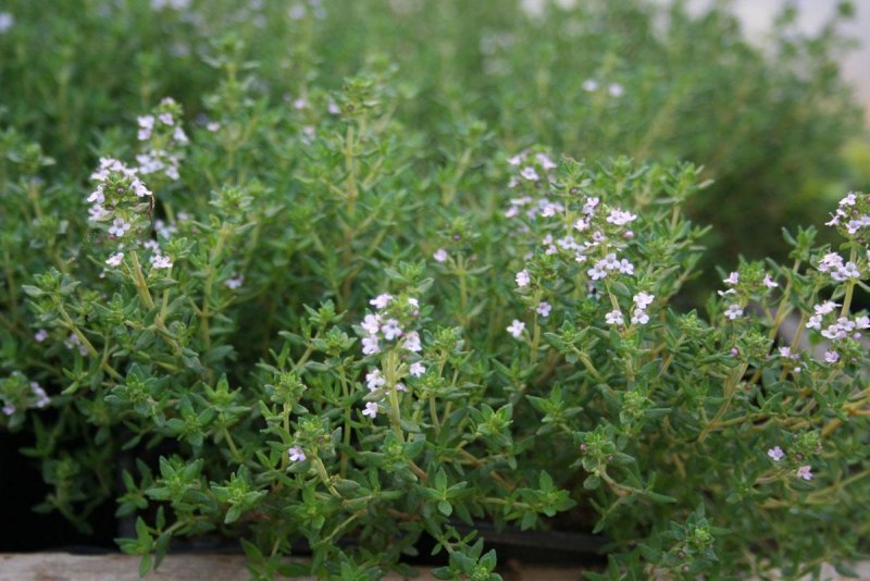 Thymus pulegioides