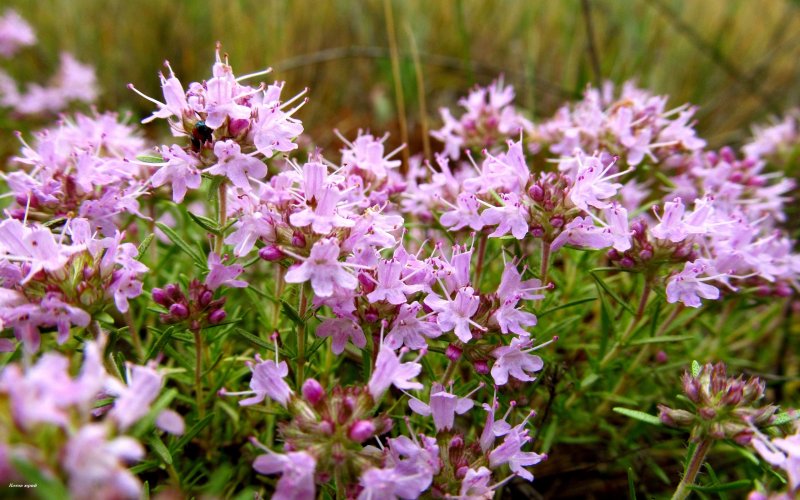 Thymus serpyllum