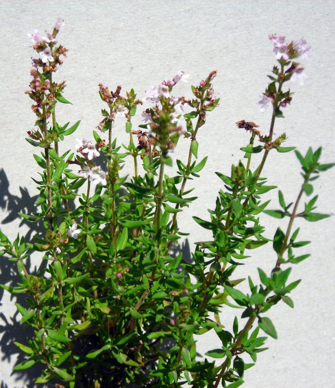 Тимьян Thymus serpyllum