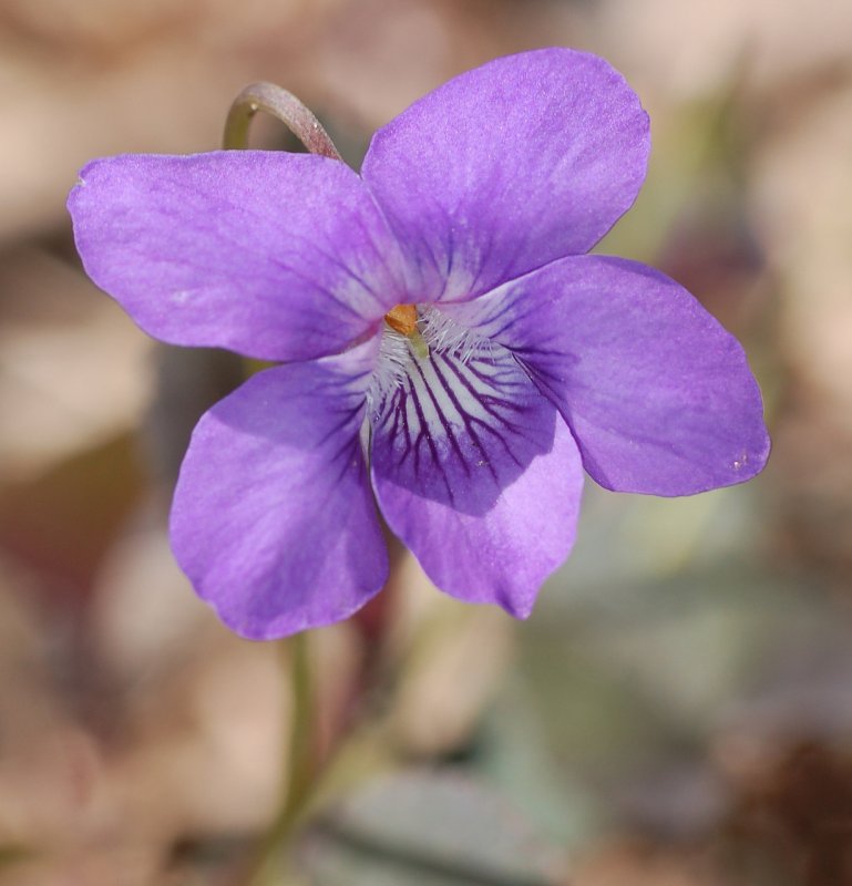 Фиалка надрезанная Viola Incisa