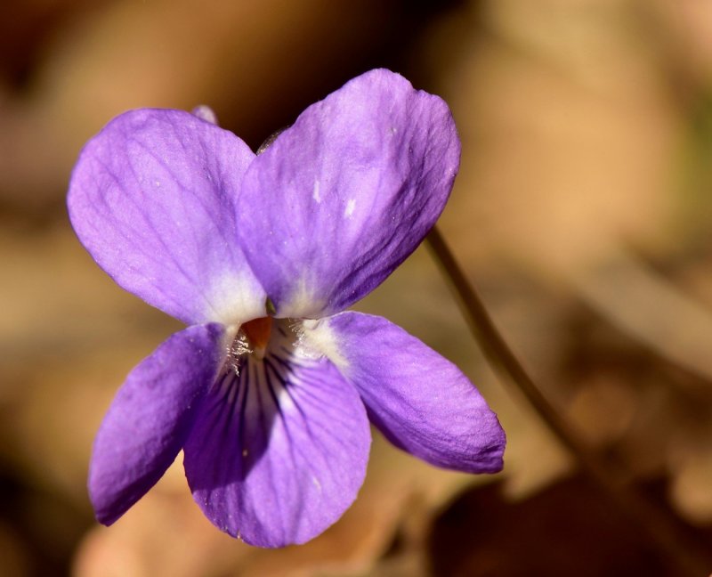 Viola odorata фиалка душистая