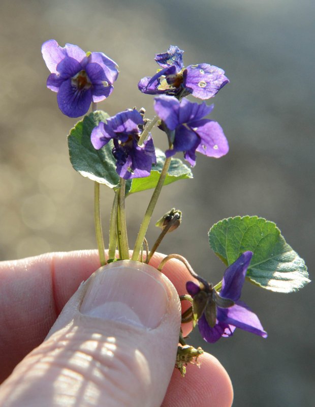 Лоберия flirt® Mid Purple