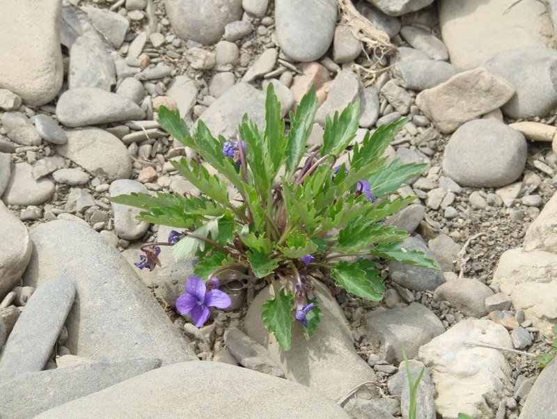 Фиалка рассечённая Viola Incisa