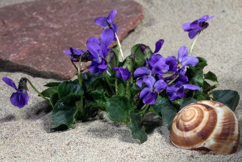 Фиалка Seashell