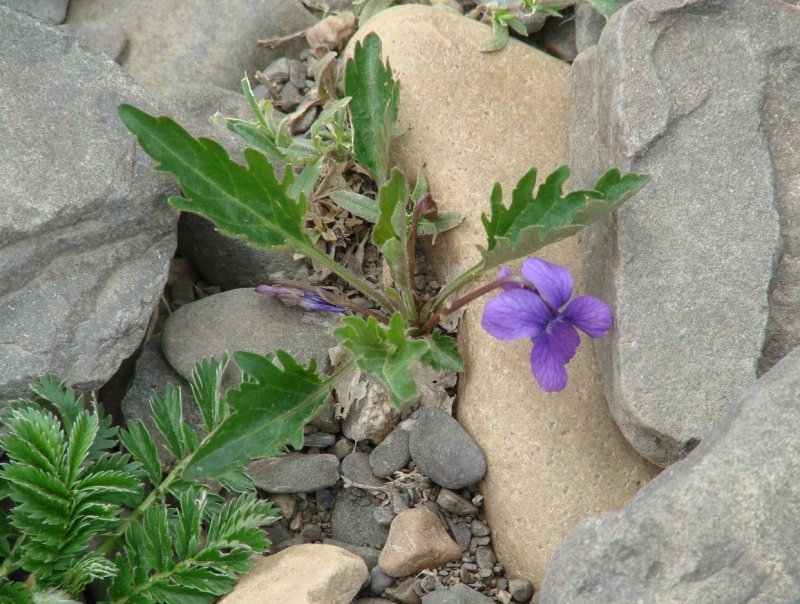 Фиалка рассечённая Viola Incisa