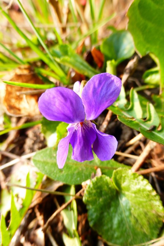 Фиалка надрезанная Viola Incisa