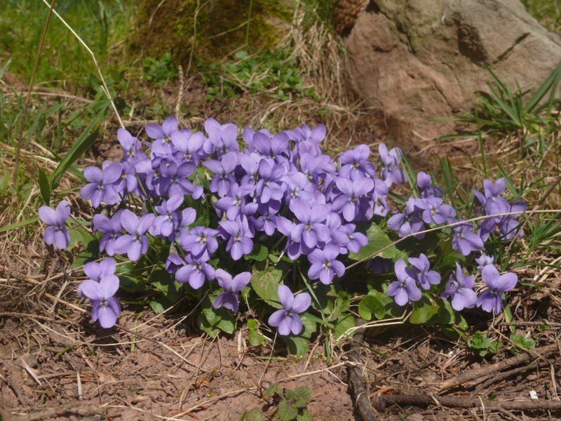Viola uliginosa