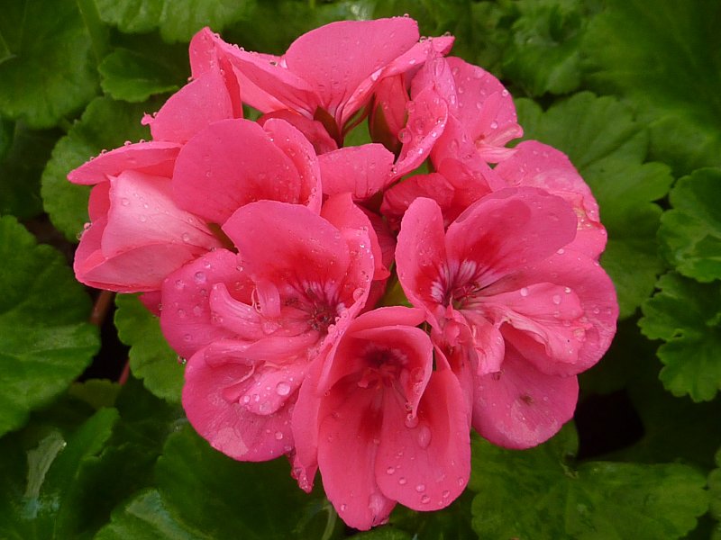 Пеларгония Apache Deep Rose
