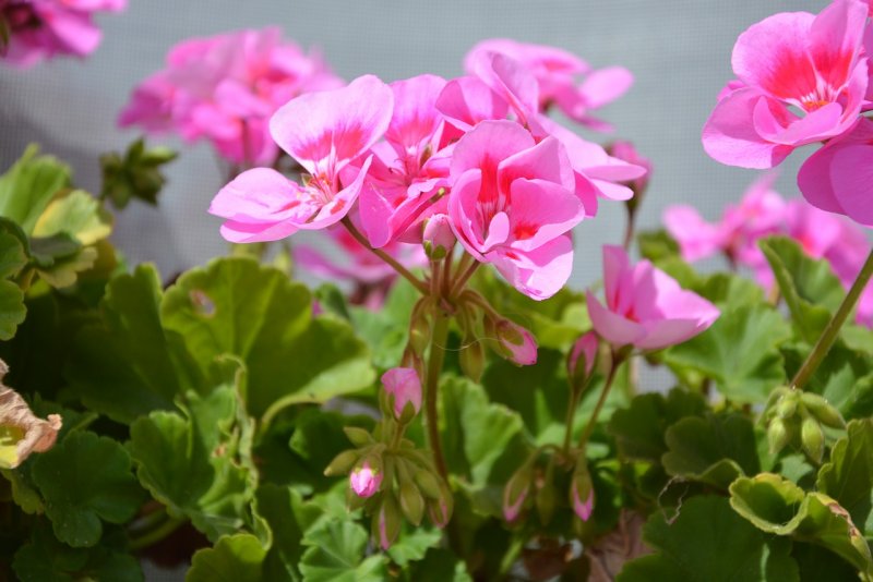Пеларгония Pelargonium Roseum