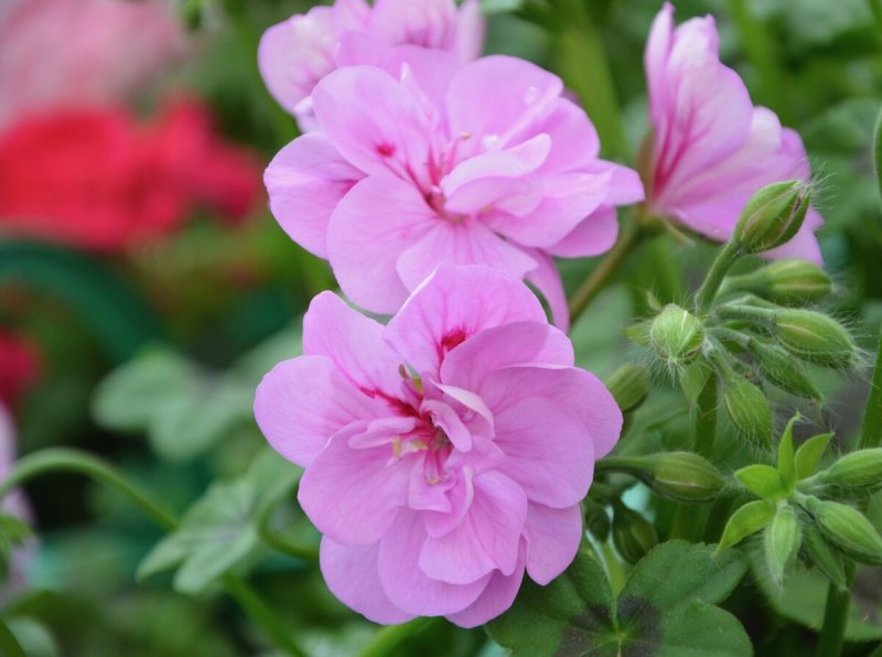 Герань (Geranium)