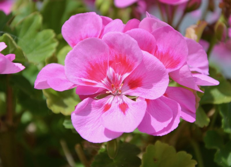 Герань (Geranium)