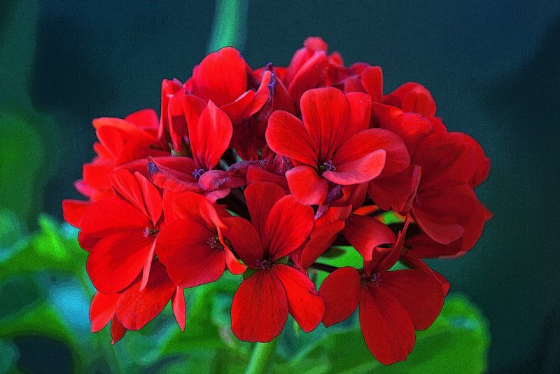 Пеларгония Pelargonium minibalcon Red