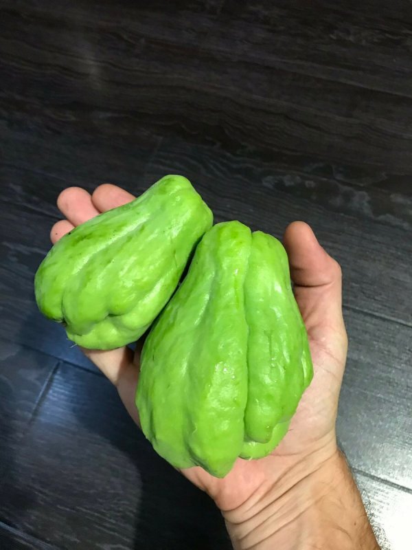 Чайот мексиканский