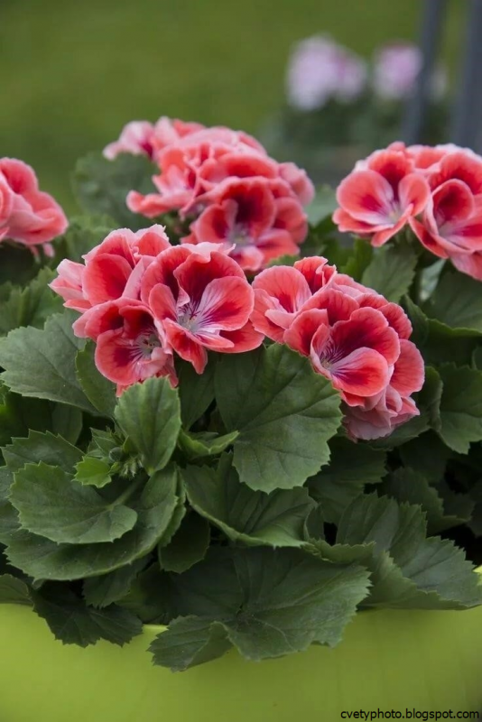 Пеларгония Королевская Regal Pelargonium