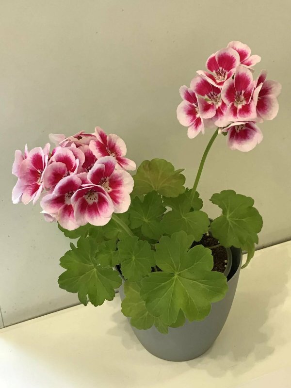 Герань (Geranium)