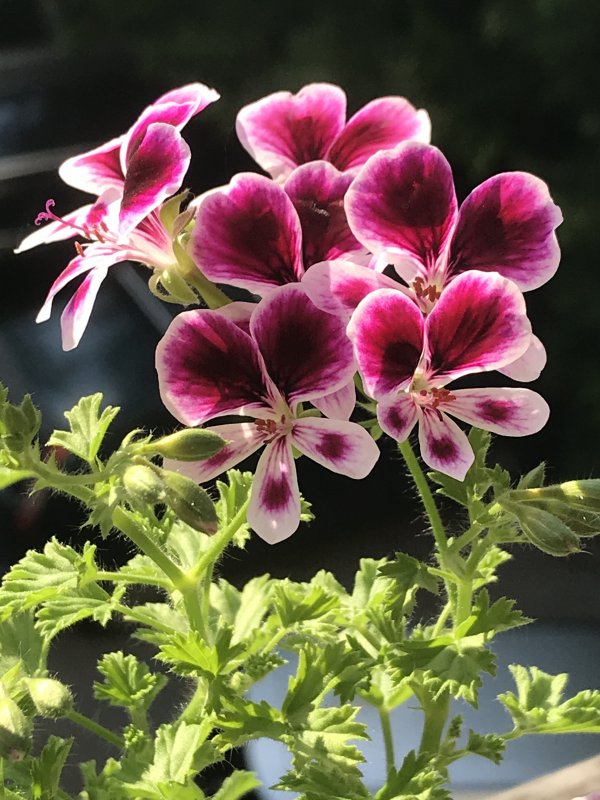 Пеларгония Pac ANGELEYES Blueberry