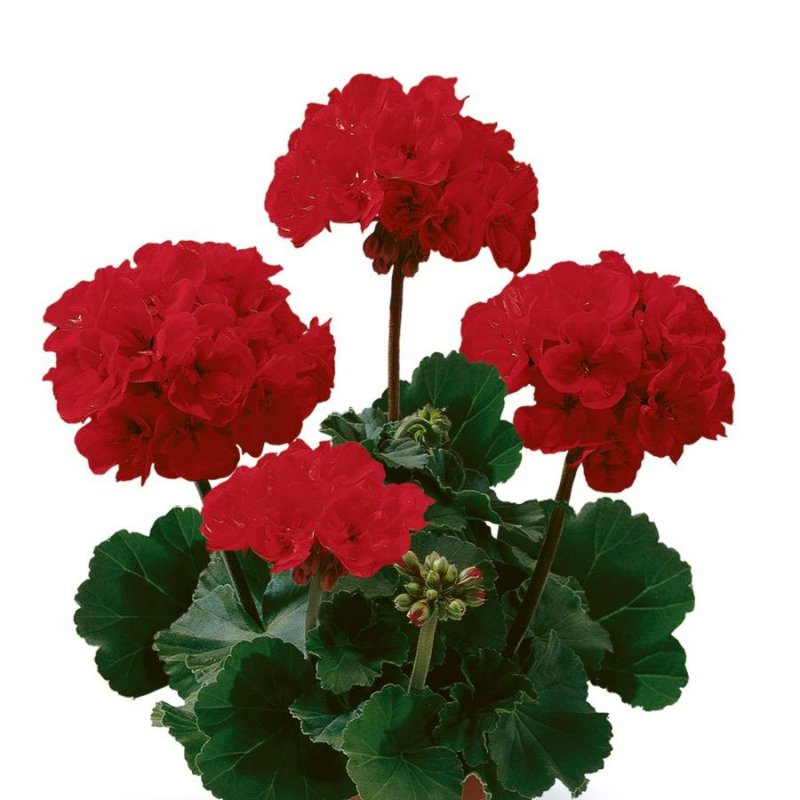 Пеларгония зональная Колорама