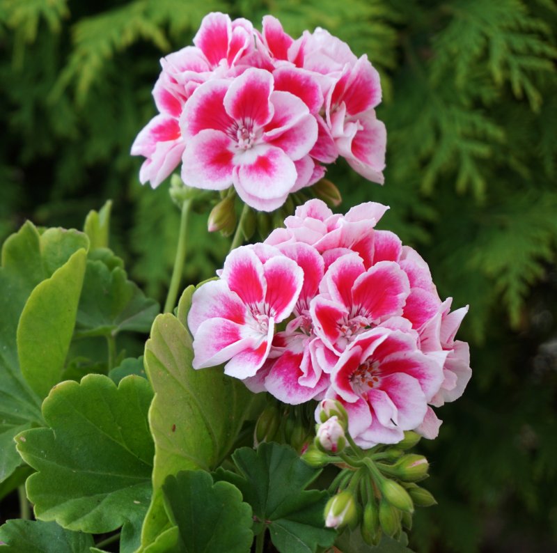 Pink Geranium пеларгония