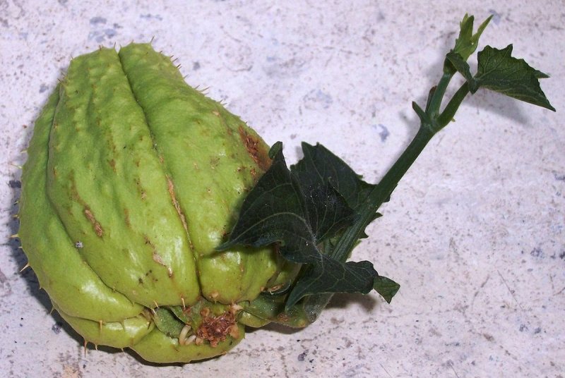 Чайот съедобный Sechium edule