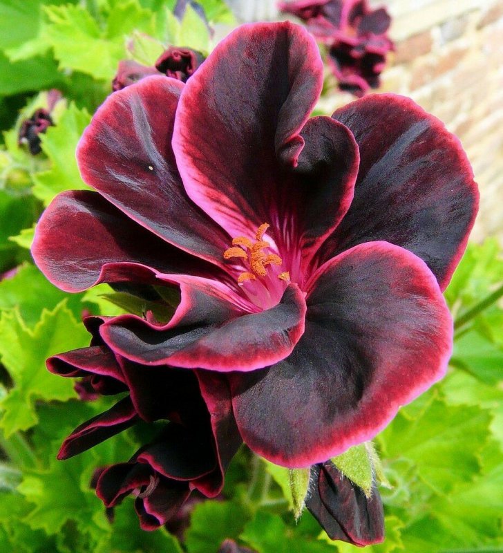 Королевская пеларгония 'Aldwyck'