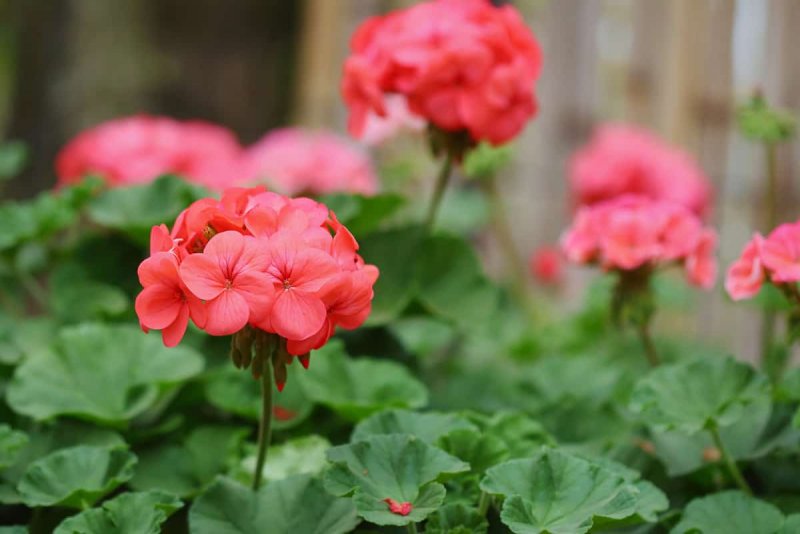 Red Pimpernel пеларгония
