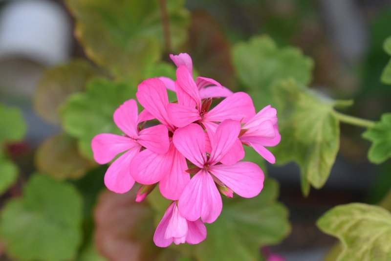 Пеларгониум розовый (Pelargonium Roseum)