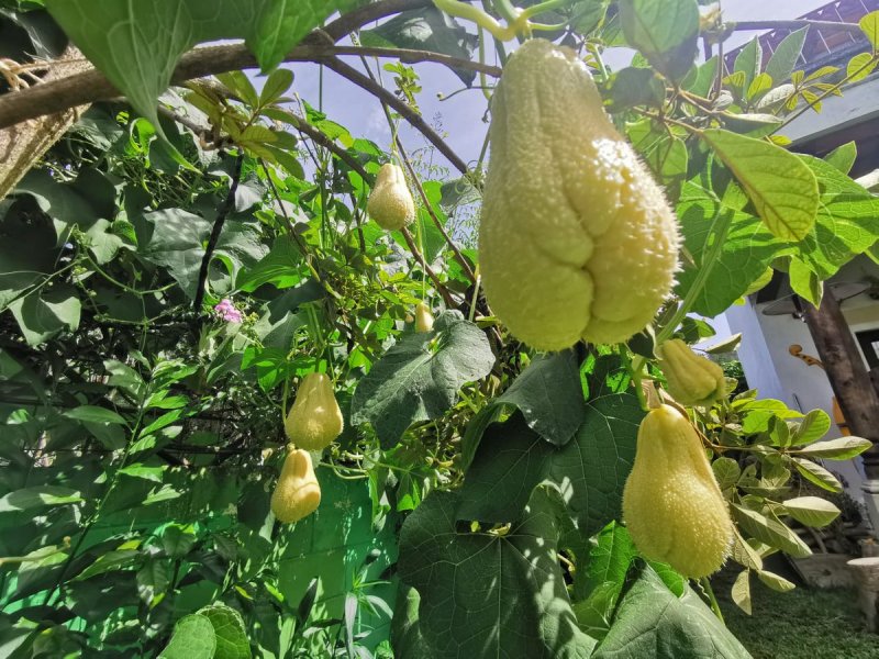 Испанский огурец чайот