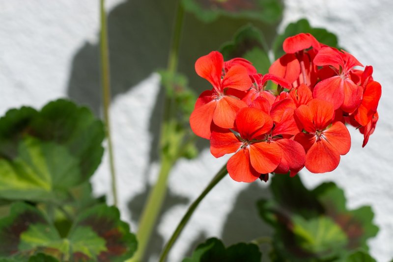 Tangerine пеларгония