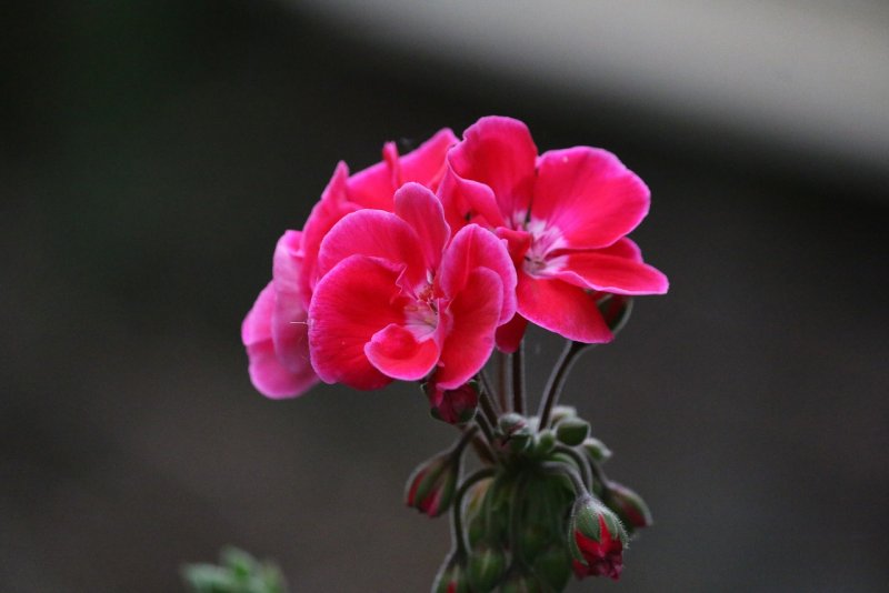 Pelargonium Flower