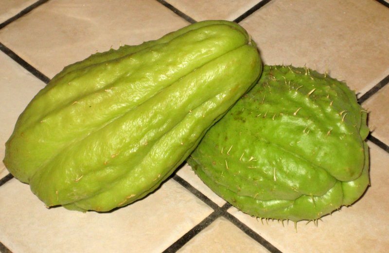 Чает огурец