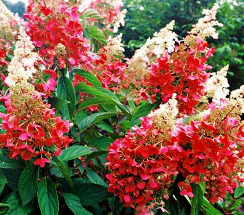 Гортензия метельчатая (Hydrangea paniculata `Pinky Winky`)