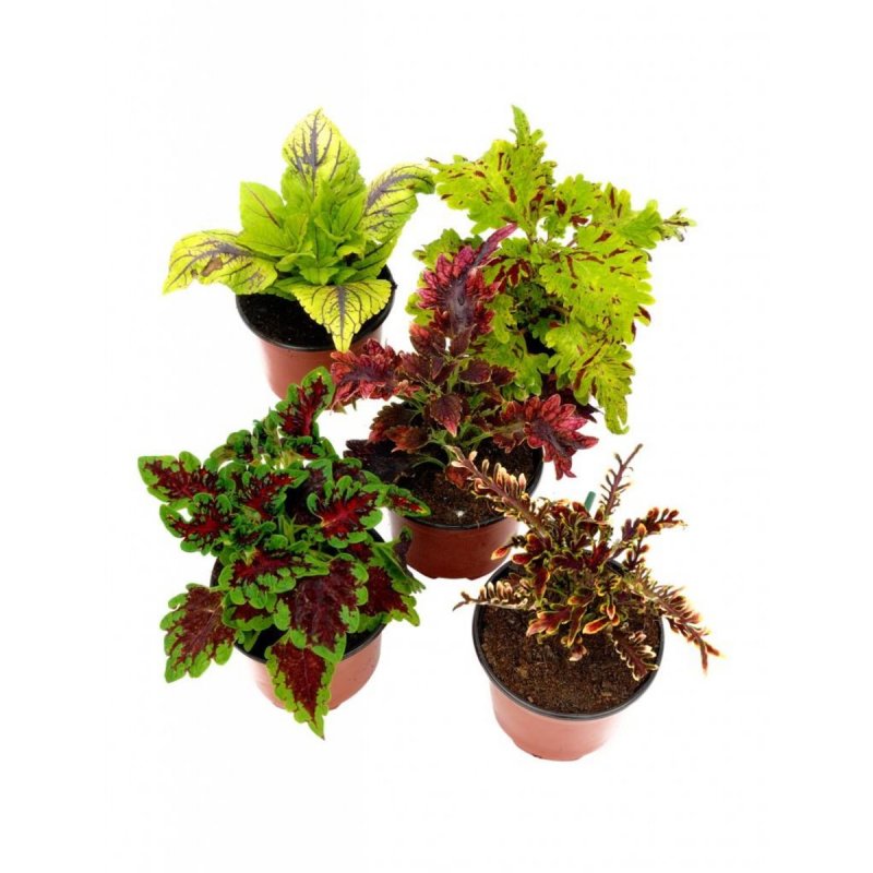 Колеус Coleus Juliet Quartermain