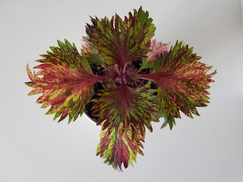 Колеус Ренельта Coleus rehneltianus