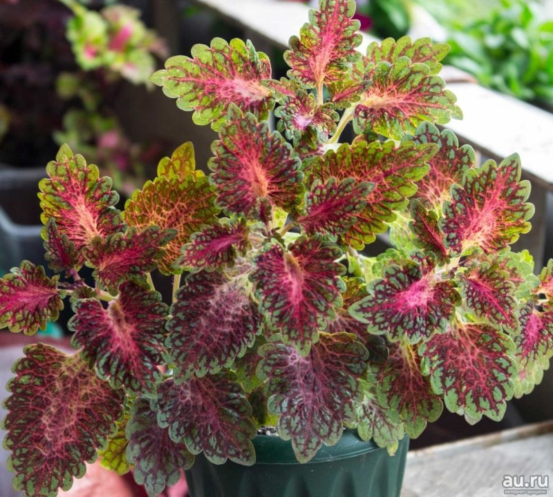 Колеус Coleus Juliet Quartermain