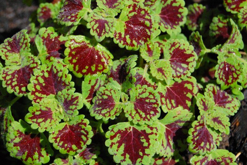 Колеус Ренельта Coleus rehneltianus
