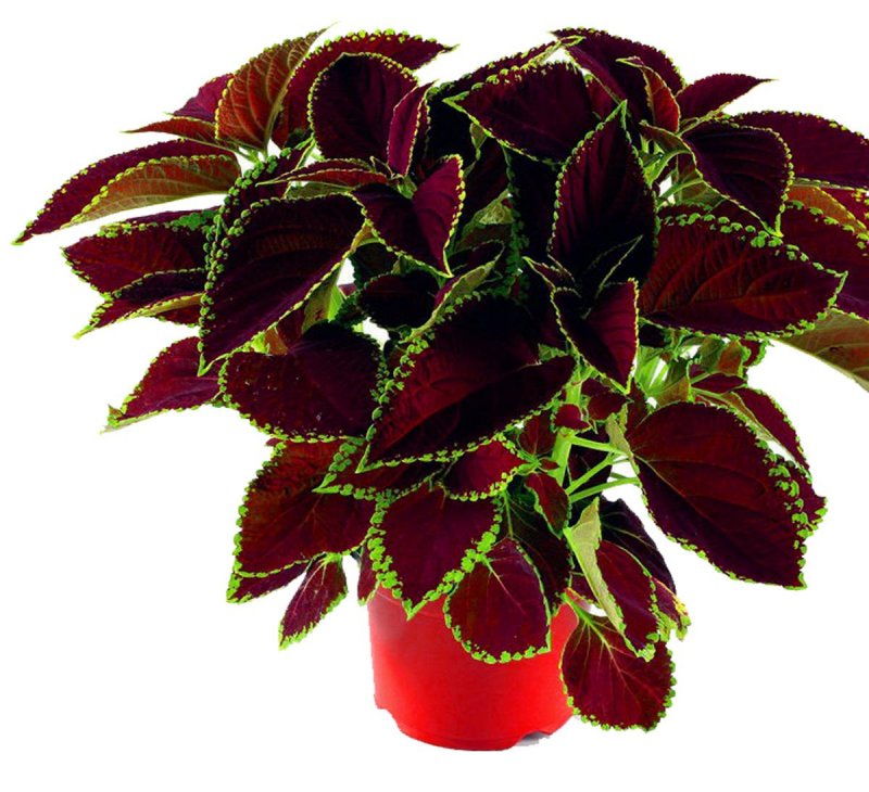 Колеус Red Croton