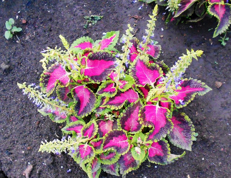 Колеус Red Croton