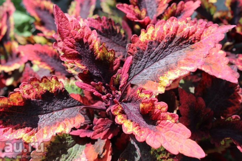 Колеус Coleus Blumei