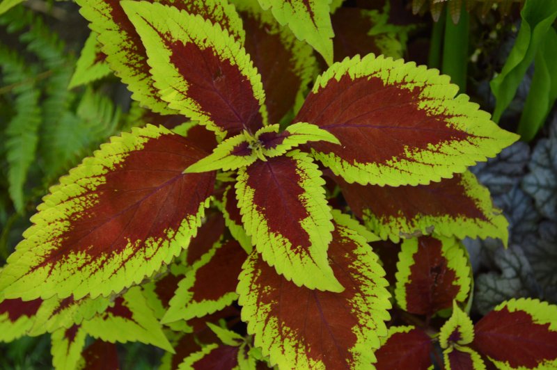 Колеус Coleus Combat