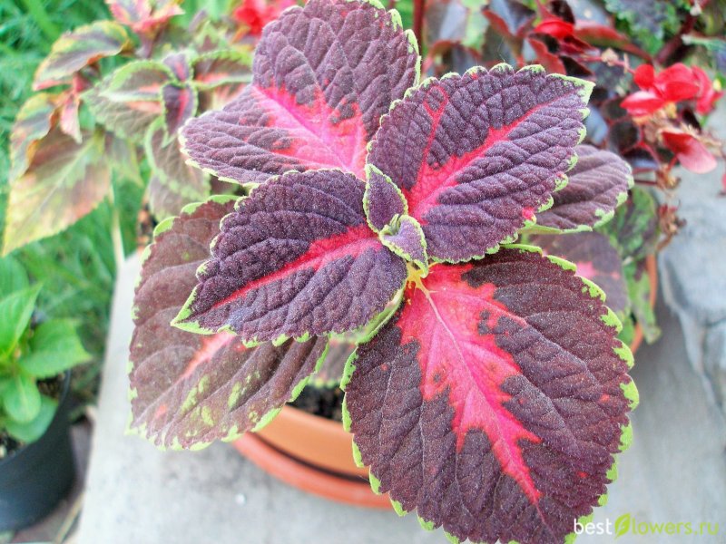 Колеус Coleus Sabre