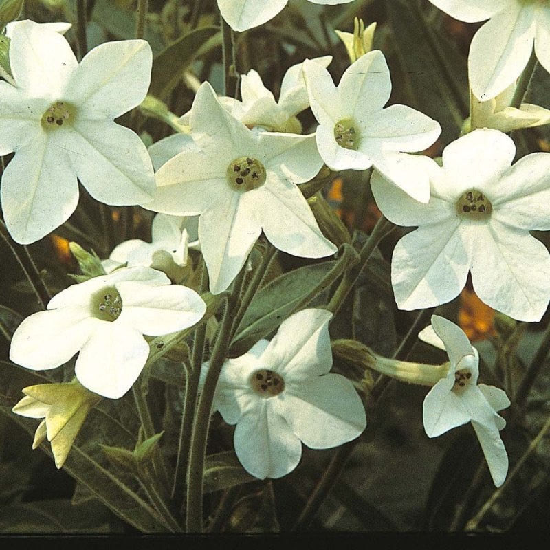 Nicotiana mutabilis