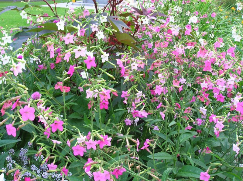 Табак крылатый (Nicotiana alata)