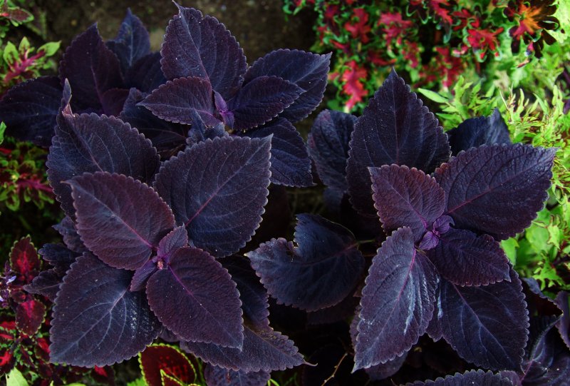 Колеус Ренельта Coleus rehneltianus