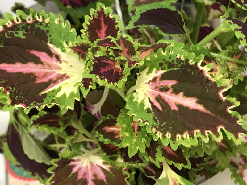 Колеус Coleus Juliet Quartermain