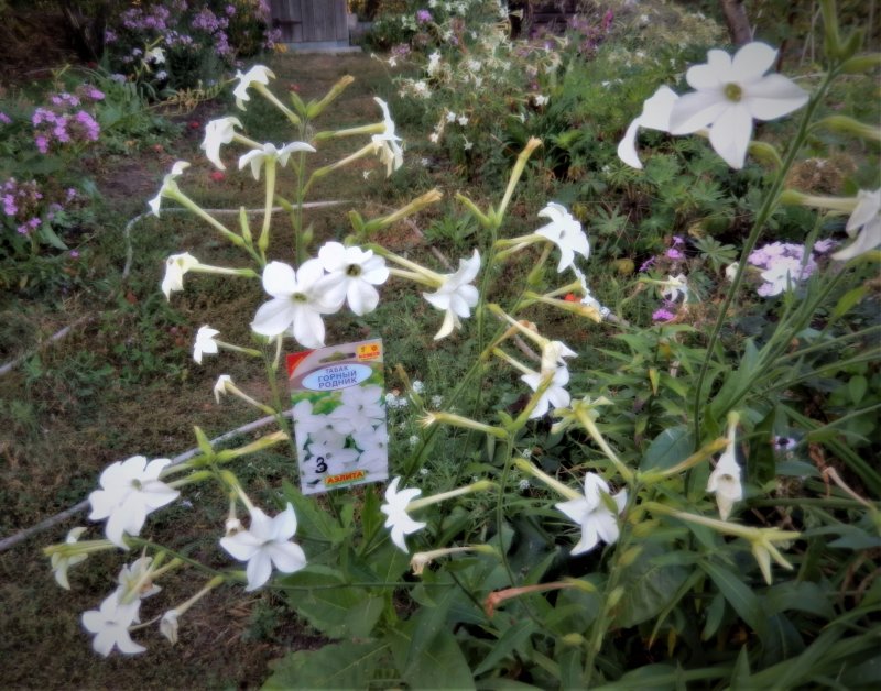 Табак крылатый Саратога Purple bicolor,