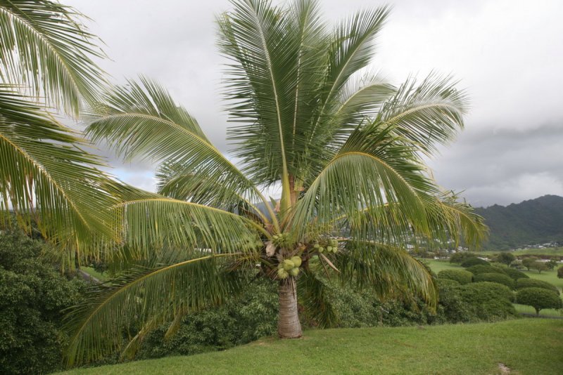 Кокосовая Пальма (Cocos nucifera)