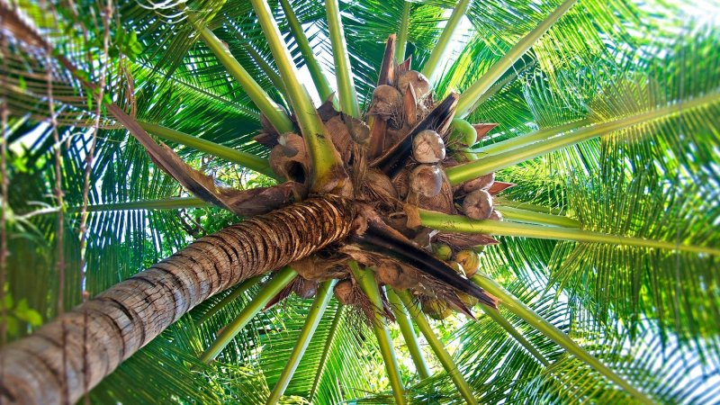 Кокосовая Пальма (Cocos nucifera)