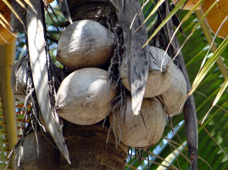 Attalea phalerata
