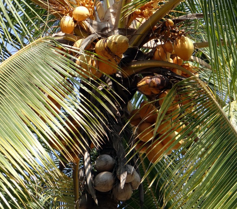 Кокосовая Пальма (Cocos nucifera)